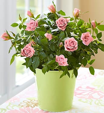 Rose Plant in Green Planter