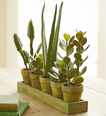 Artificial Succulents/Aloe Plants on Green Tray