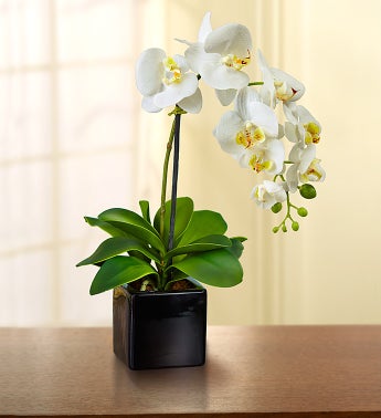 Silk Phalaenopsis Orchid