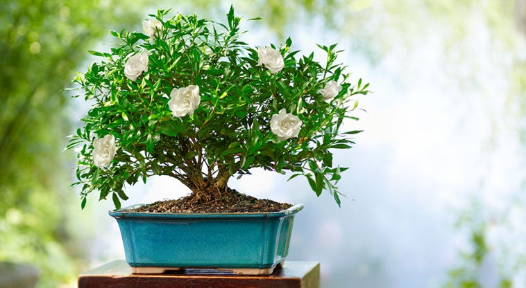 Gardenia Bonsai