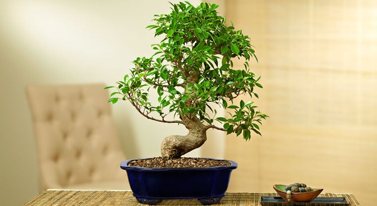 Golden Gate Ficus