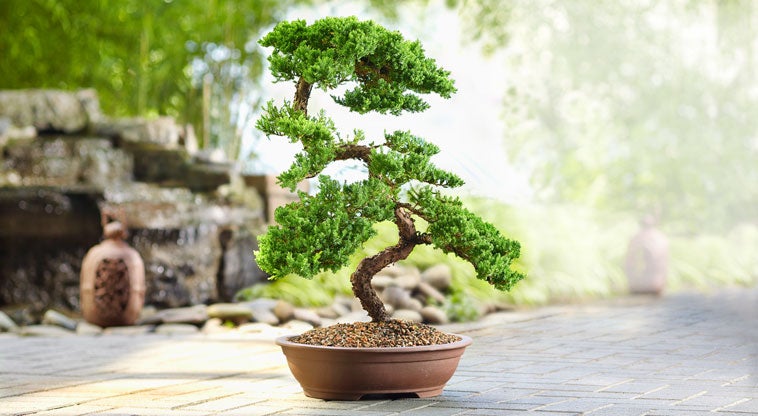 Green Mound Juniper