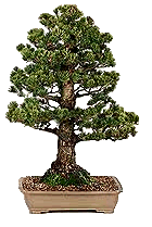 Formal Upright