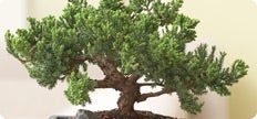 The Bonsai Gallery