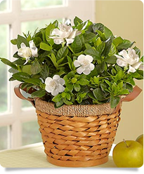 Blooming Gardenia Basket