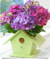 Bird House of Blooms