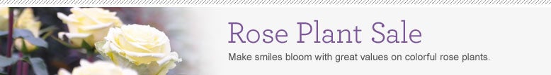 Rose Plant Sale