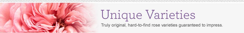 Unique Rose Varieties
