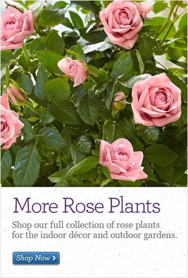 More Rose Plants