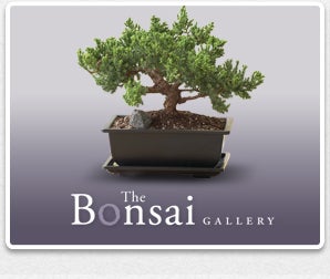 Bonsai Boutique