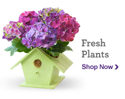 Fresh Plants