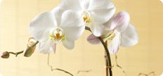 The Orchid Boutique