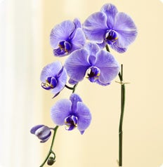 The Orchid Boutique