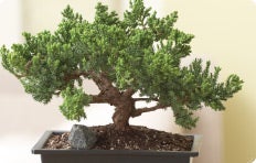 The Bonsai Gallery