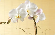The Orchid Boutique