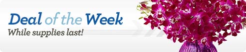 Deal of the Week