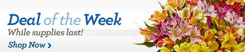 Deal of the Week