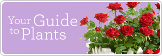 Plant Gift Guide