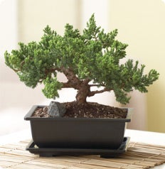 The Bonsai Gallery